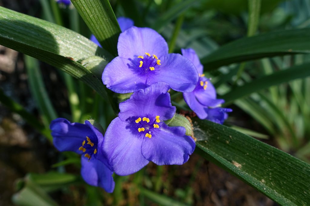 Pagtatanim at pangangalaga sa birhen ng Tradescantia