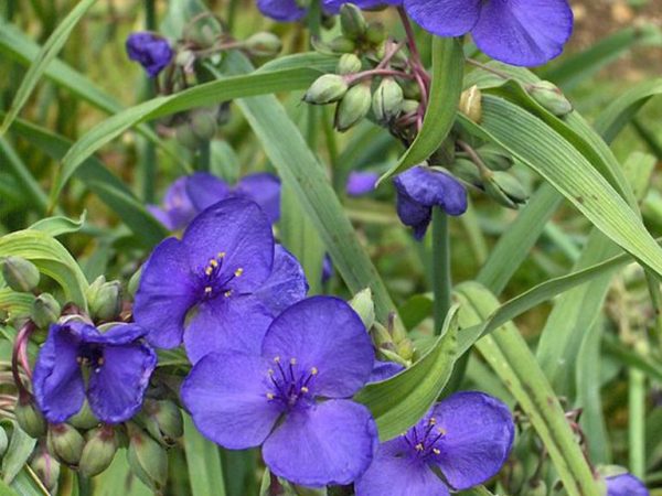 Tradescantia Anderson Innosens