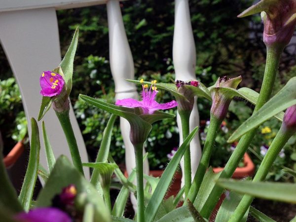 Tradescantia ni Anderson