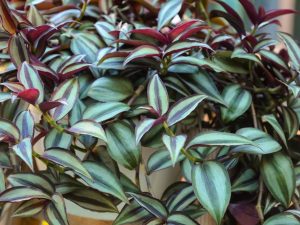 Tradescantia - signes et superstitions sur une fleur