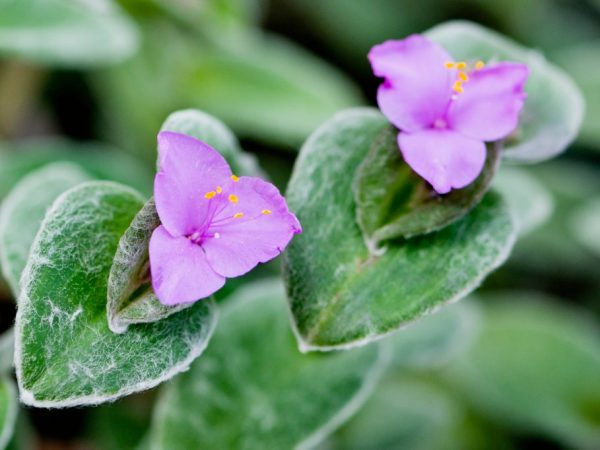 Il est difficile de propager Tradescantia par graines