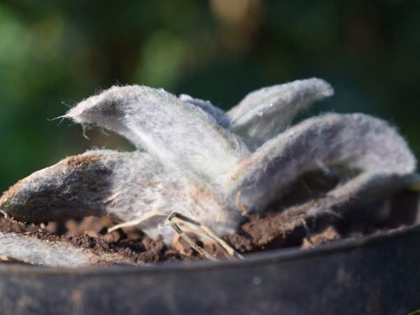 La plante est fertilisée pendant la période de floraison