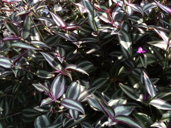 Planter une plante au printemps