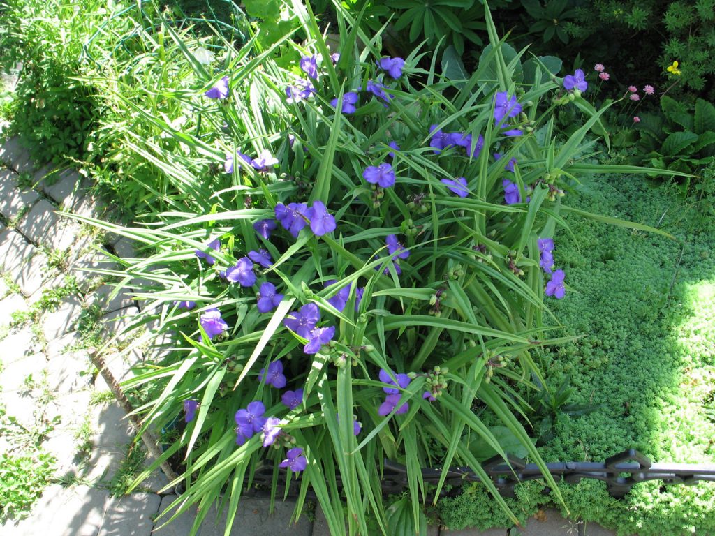 Tradescantia hardin pang-matagalang pagtatanim at pangangalaga ng larawan