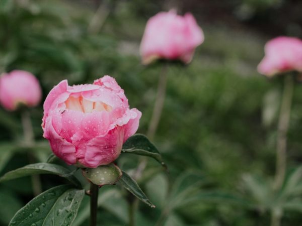 Les jeunes plantes n'ont pas besoin d'engrais