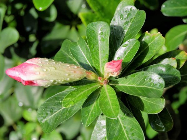 La fleur a besoin de beaucoup d'espace