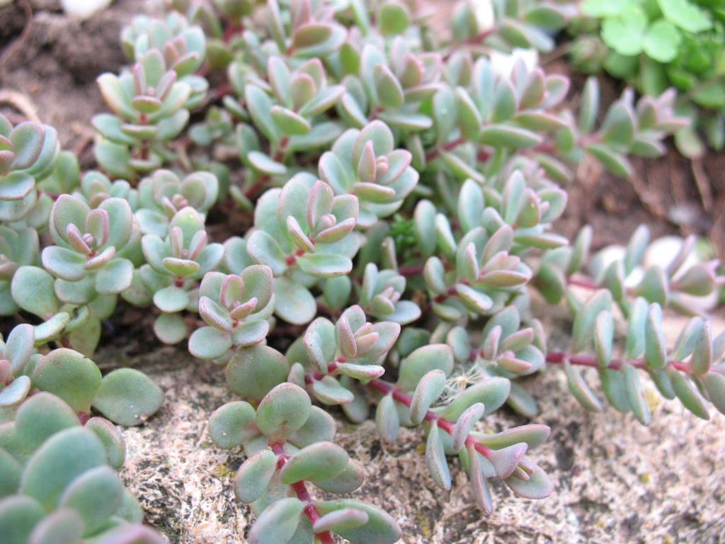 Sedum evers landing at pag-alis