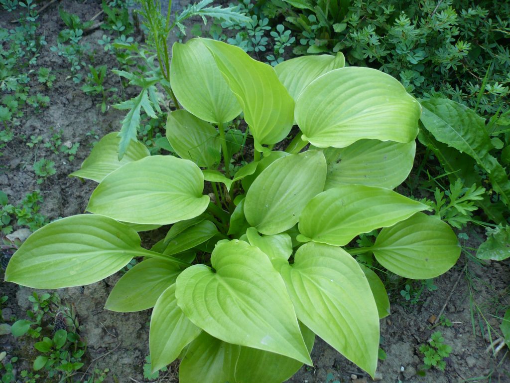 Larawan ng hosta plantain