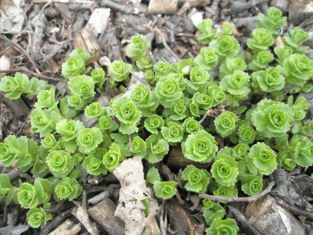 Ang mga sedum ground cover ay iba't iba at mga larawan