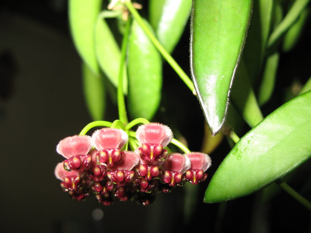 Hoya vayeti