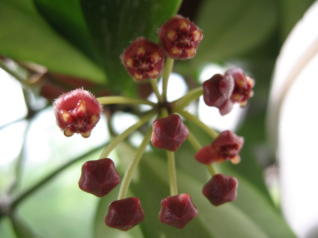 Hoya gracilis litrato