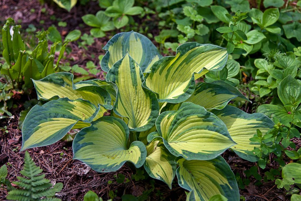 Hosta Siebold Golden Meadows