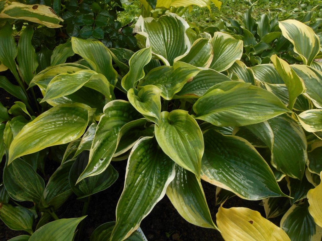 Larawan ng hosta american halo