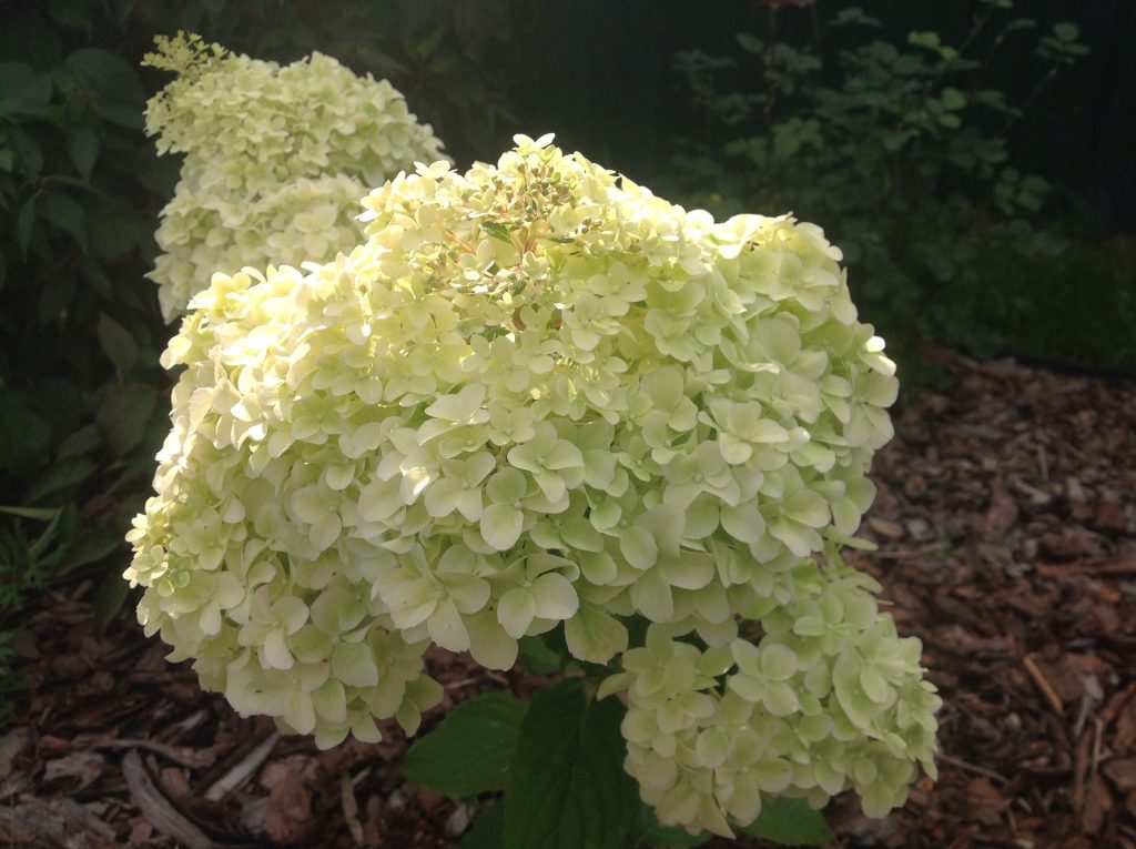 Paglalarawan at larawan ng Hydrangea diamantino