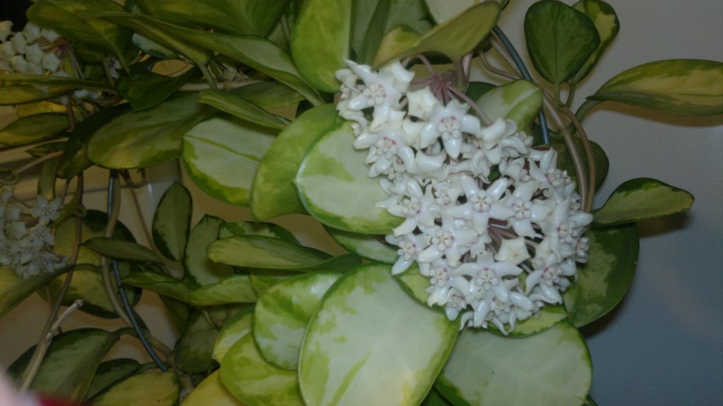 Hoya australis litrato