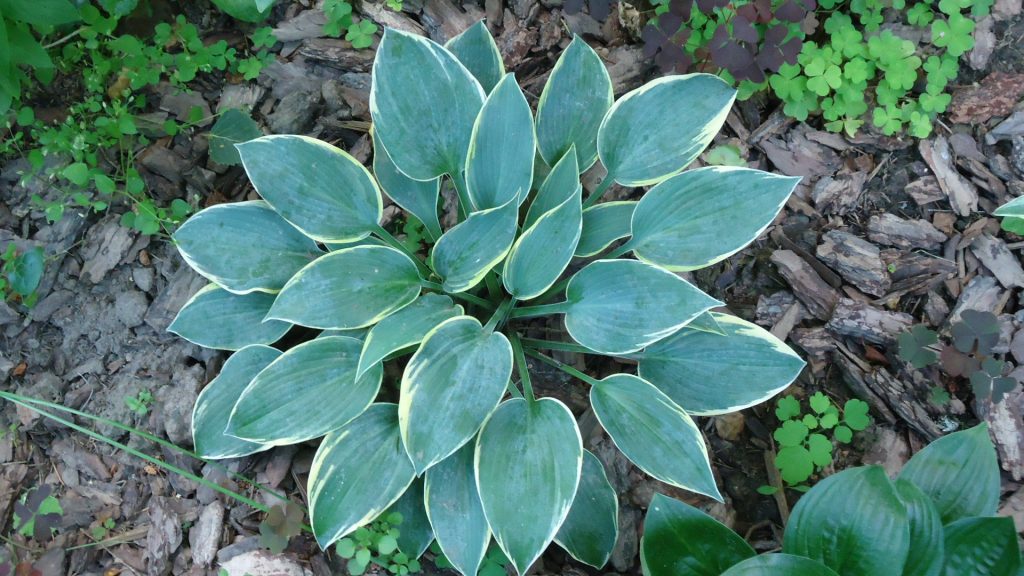 Hosta unang larawan ng frost at paglalarawan