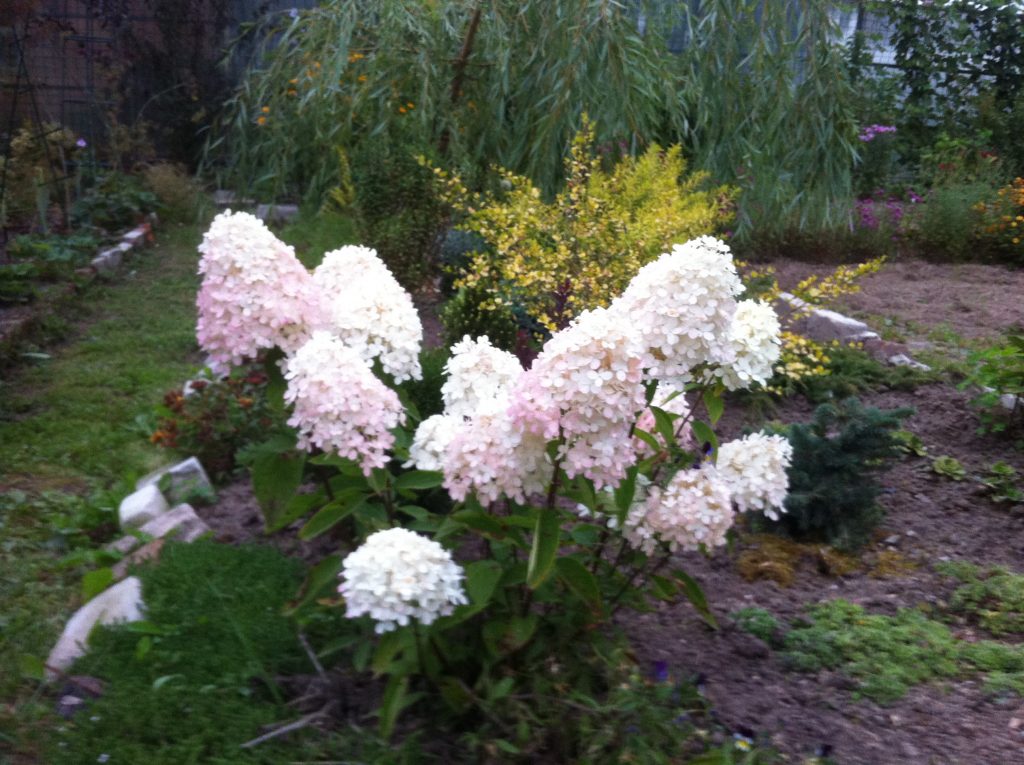 Hydrangea mahiwagang matamis na paglalarawan sa tag-init