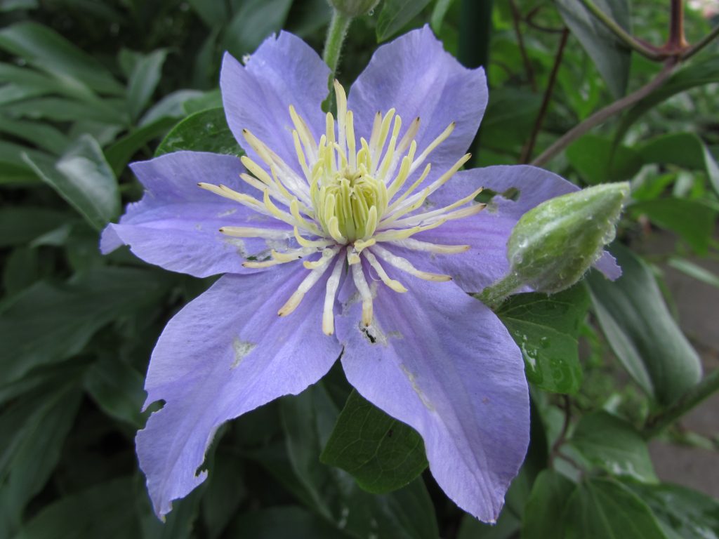 Clematis hybride anna allemand