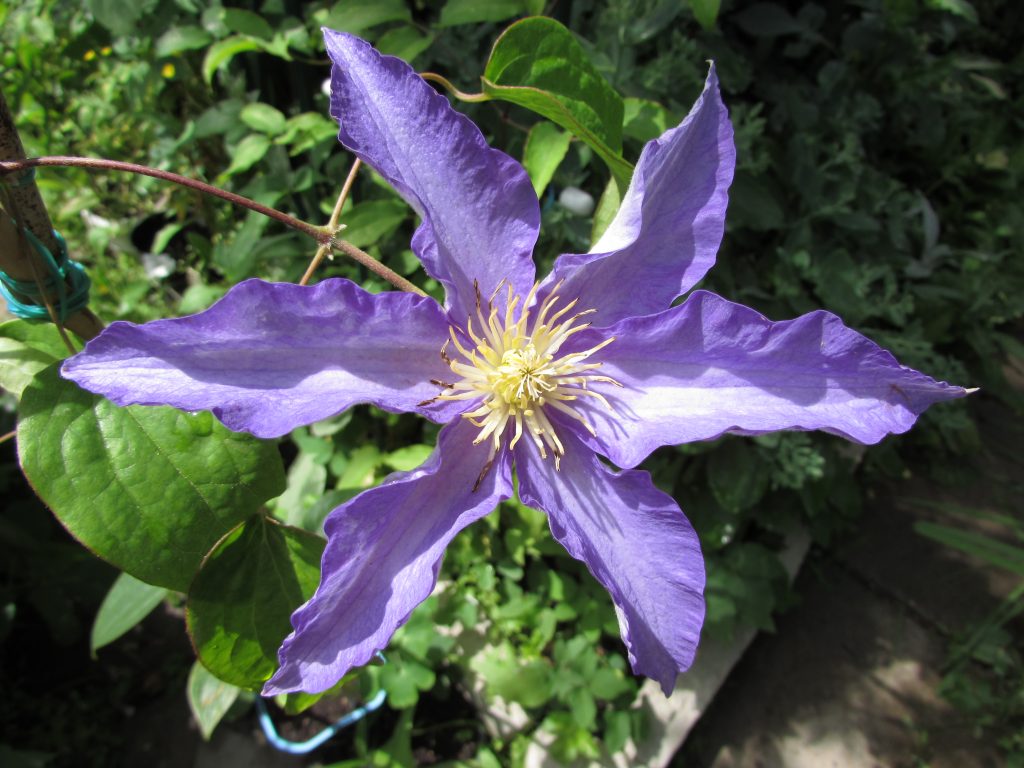 Avis sur Clematis Anna German