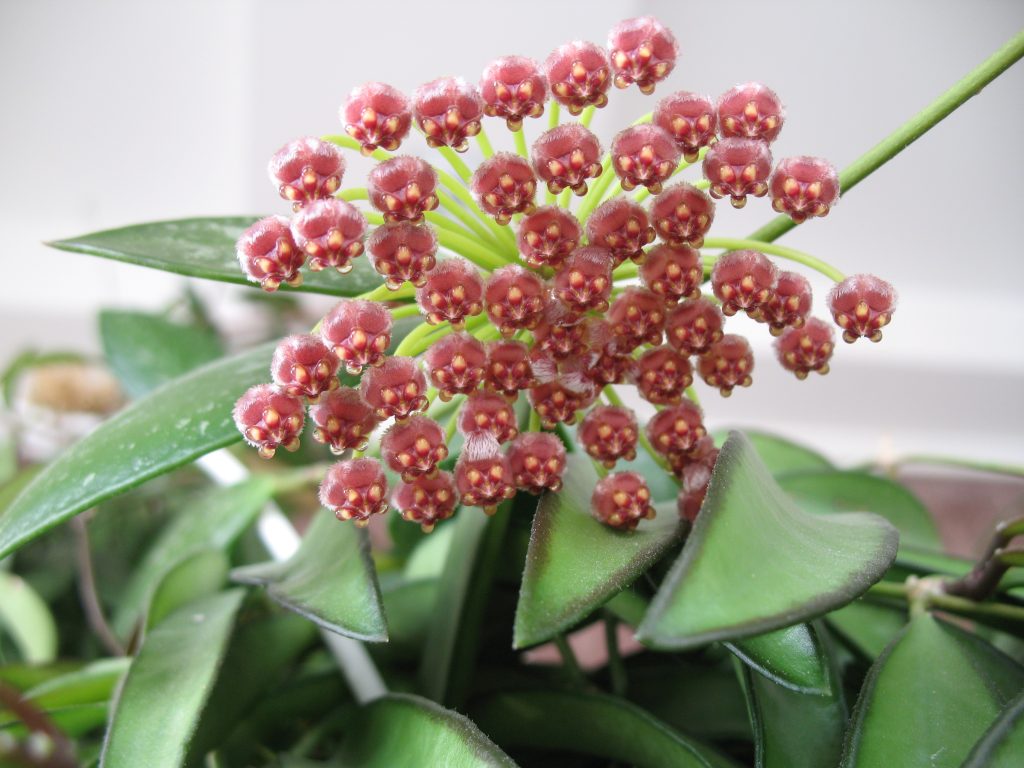 Hoya gracilis