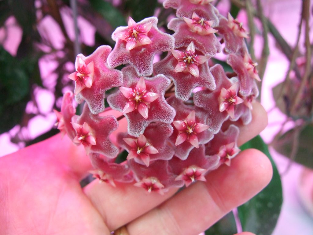 Hoya pubicalix splash