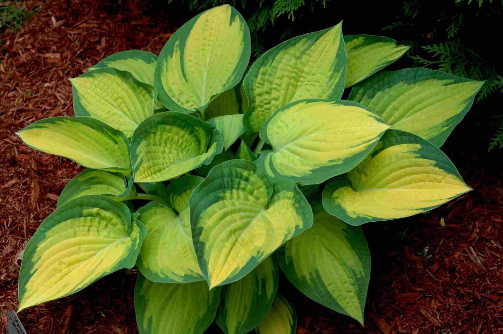 Fotografia oranžovej marmelády Hosta