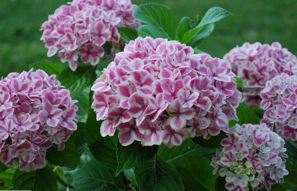 Menthe poivrée d'hortensia