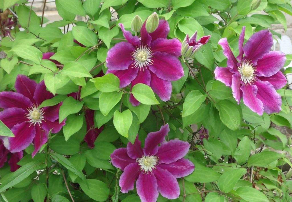 Paglalarawan ni Clematis Hannah