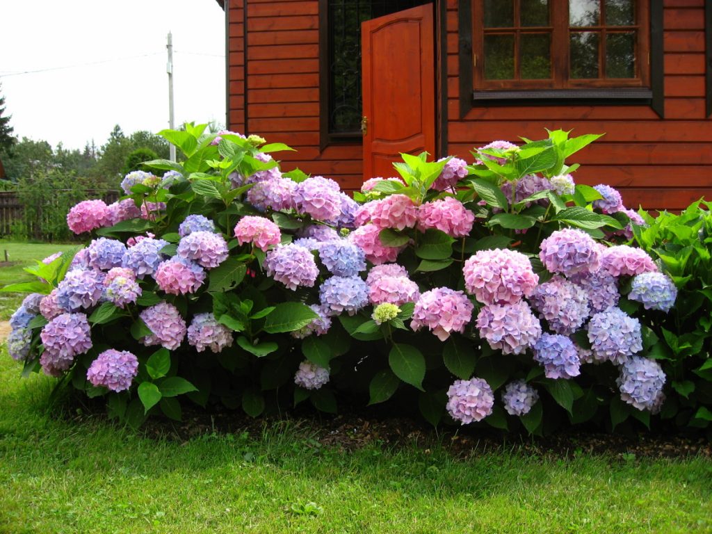 Comment rendre le sol acide pour les hortensias