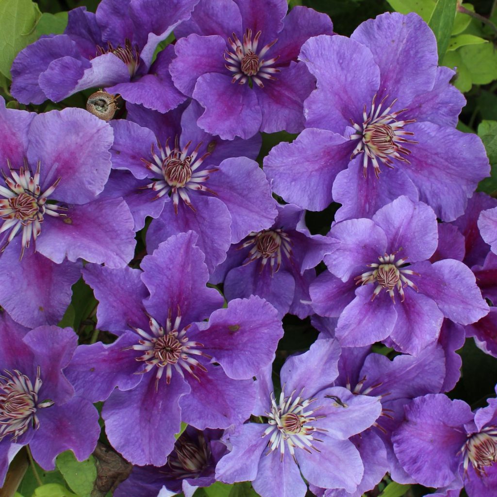 Description de la variété Clematis ashva