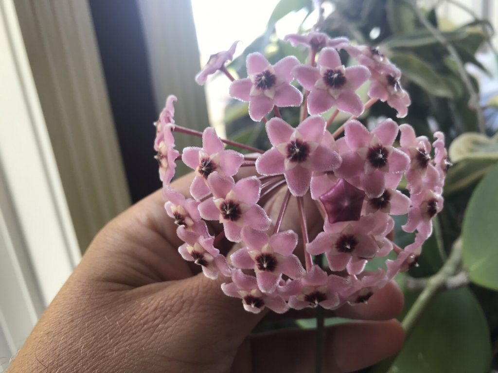 Hoya crimson queen