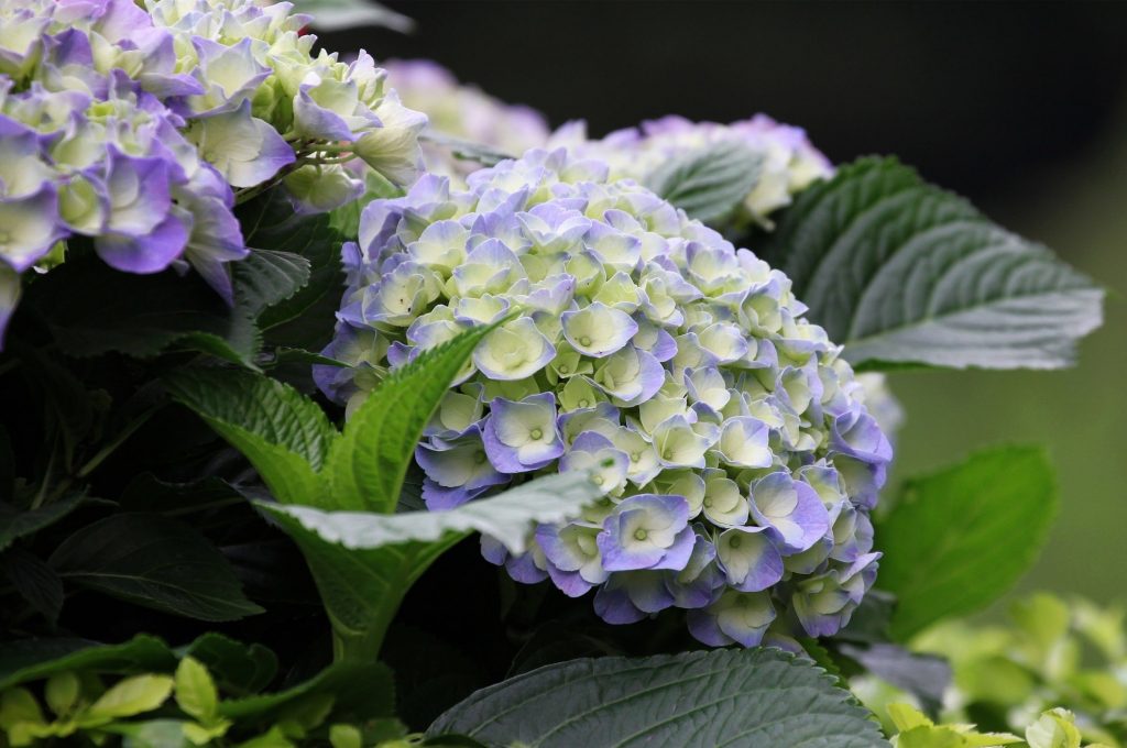 Hydrangea paniculata kiushu