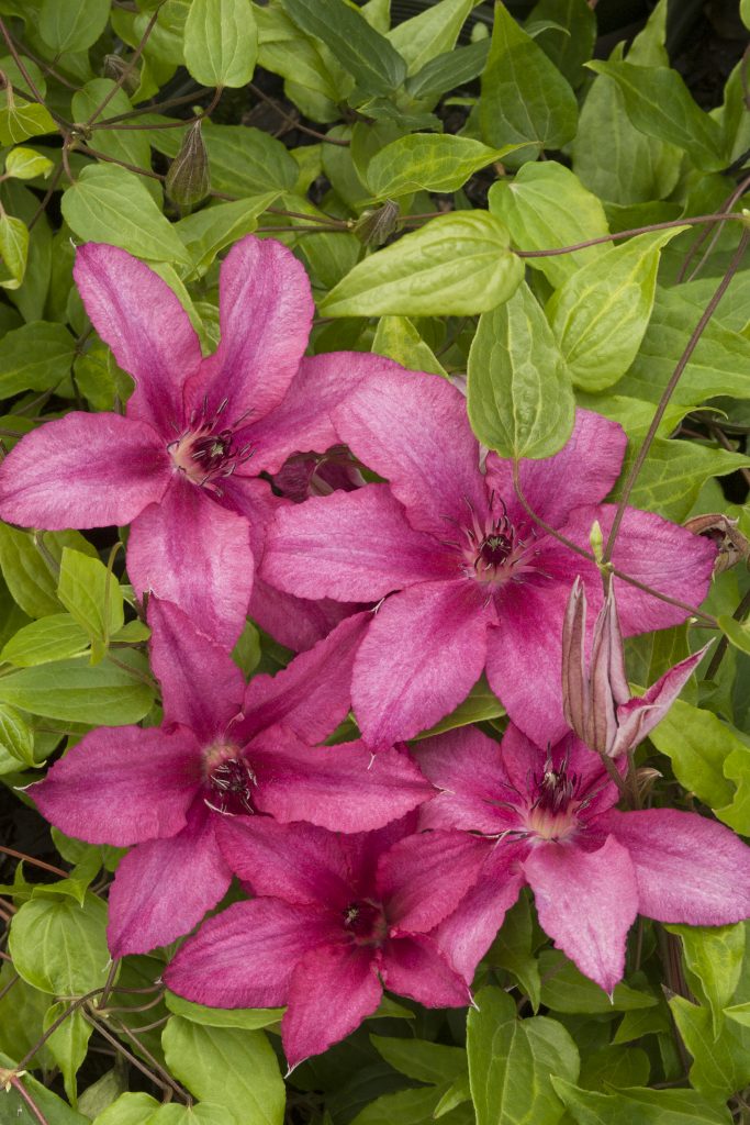 Paglalarawan ng Clematis barbara jacman