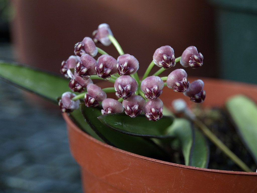 Hoya vayeti description