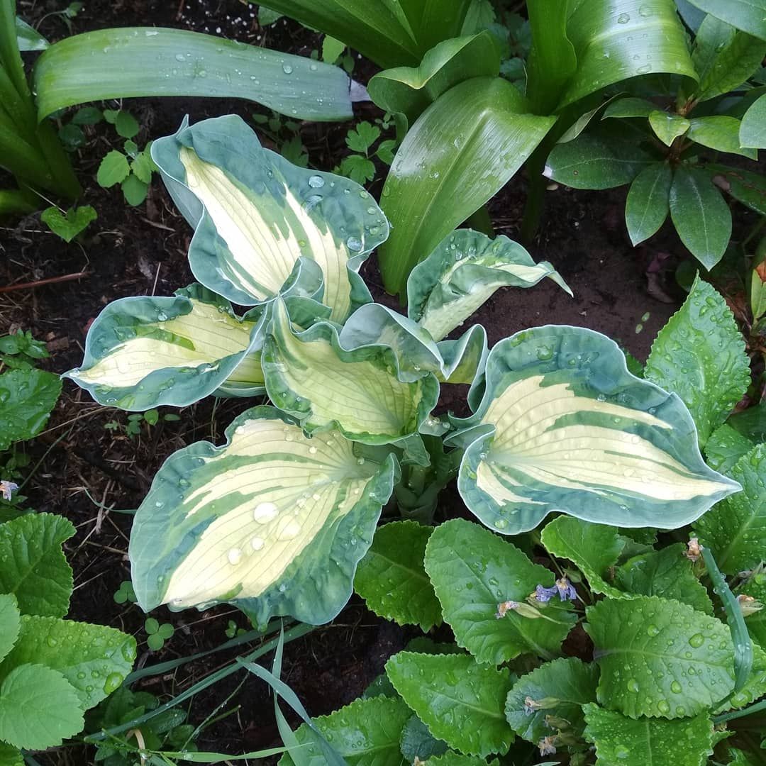 Description de la photo Hosta Golden Meadows