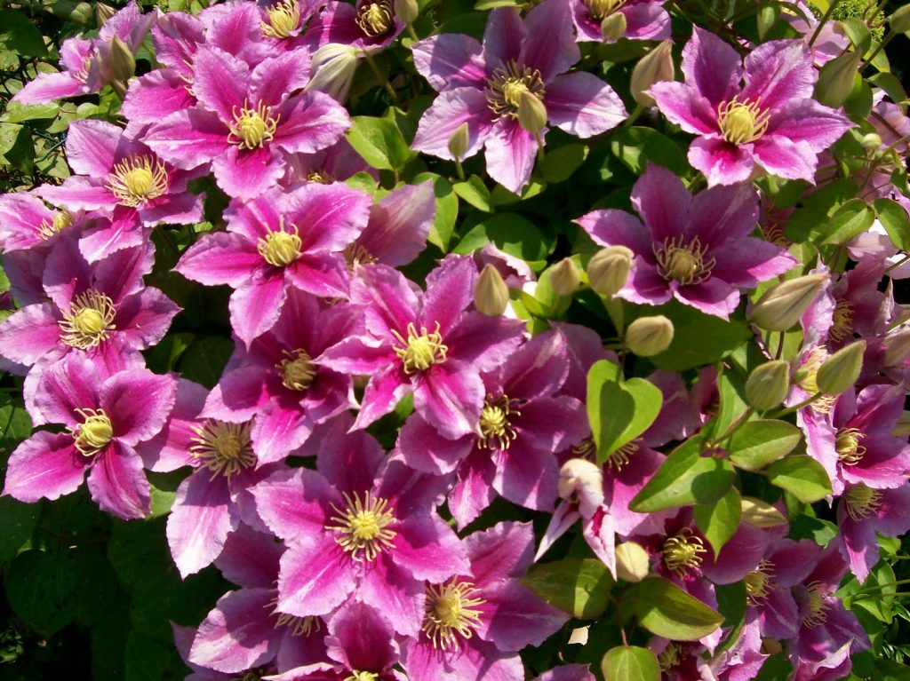 Avis sur Clematis piilu