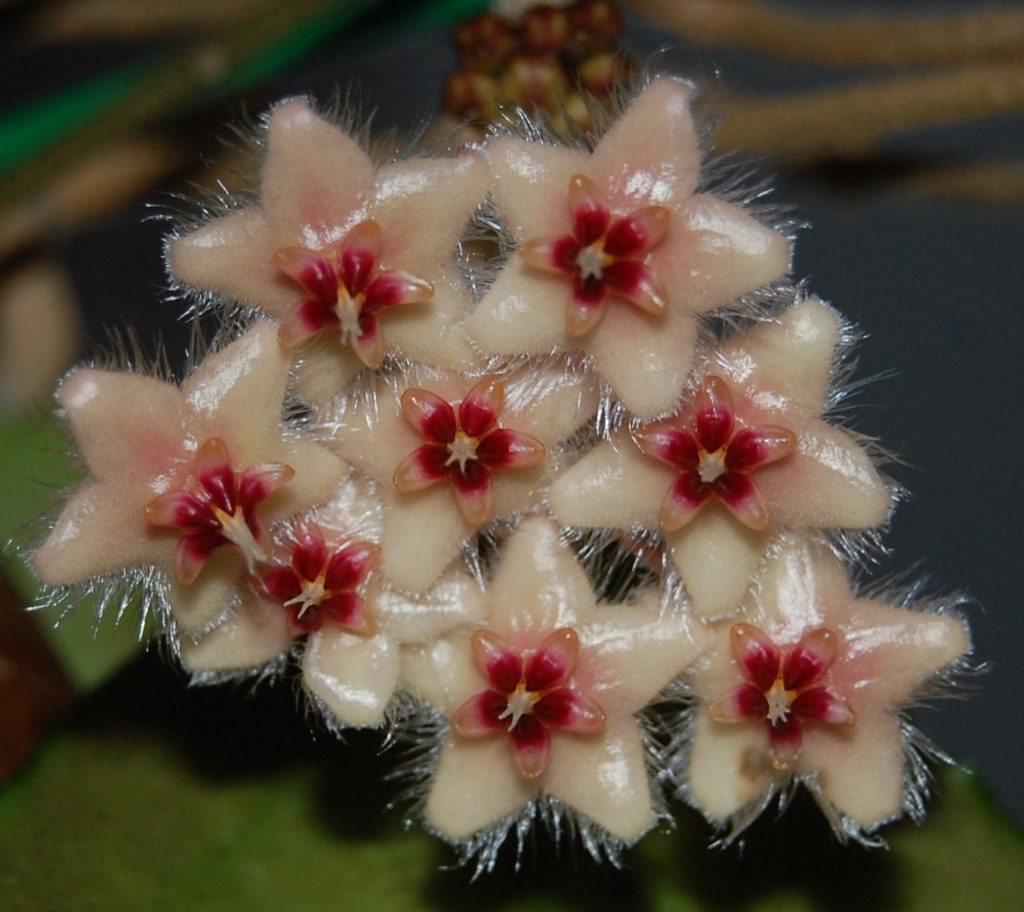 Hoya caudata