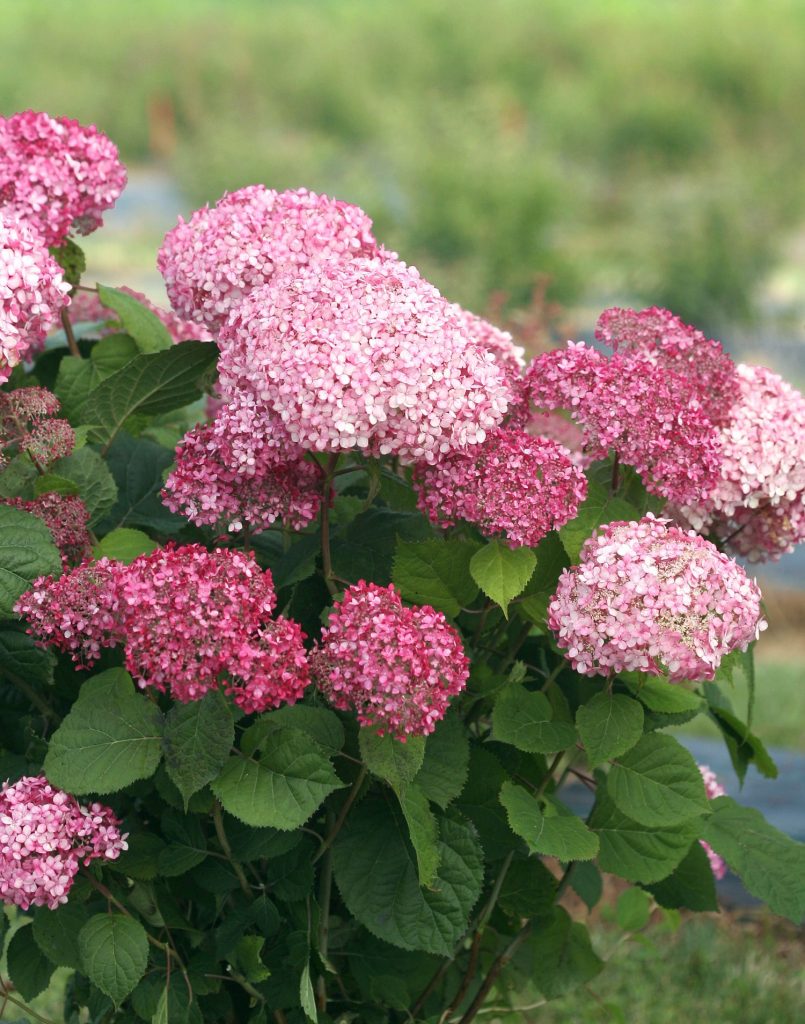 Hydrangea tulad ng rosas na anabel