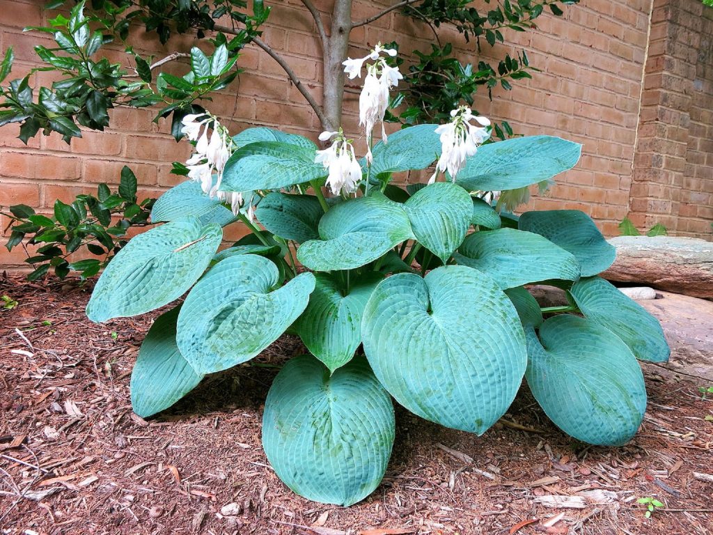 Description de Hosta Big Daddy