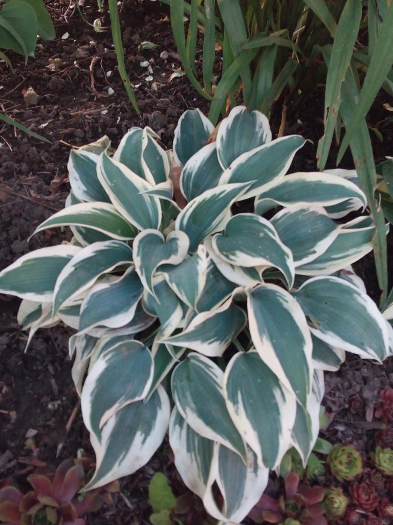 Description de Hosta Blue Ivory