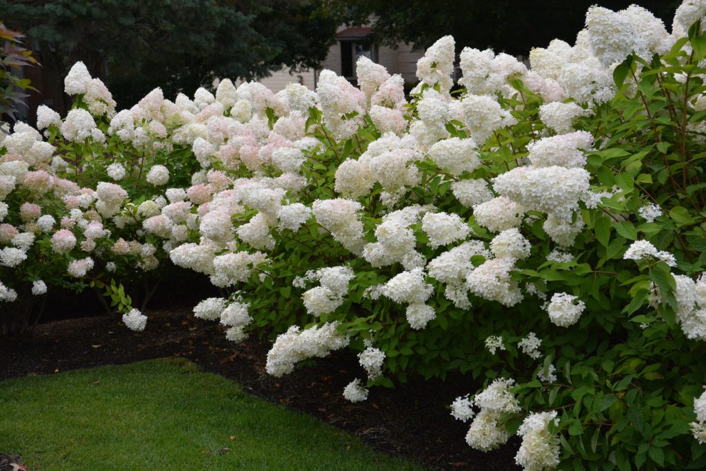 Photo et description du fantôme d'hortensia