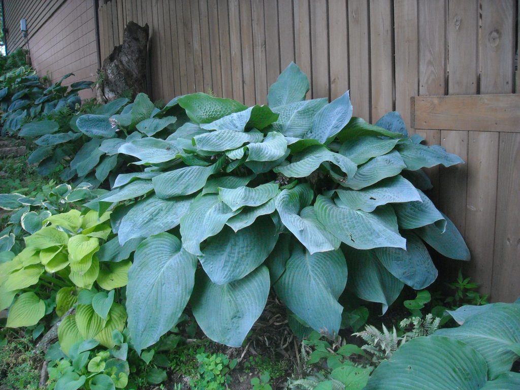 Hosta x grand papa