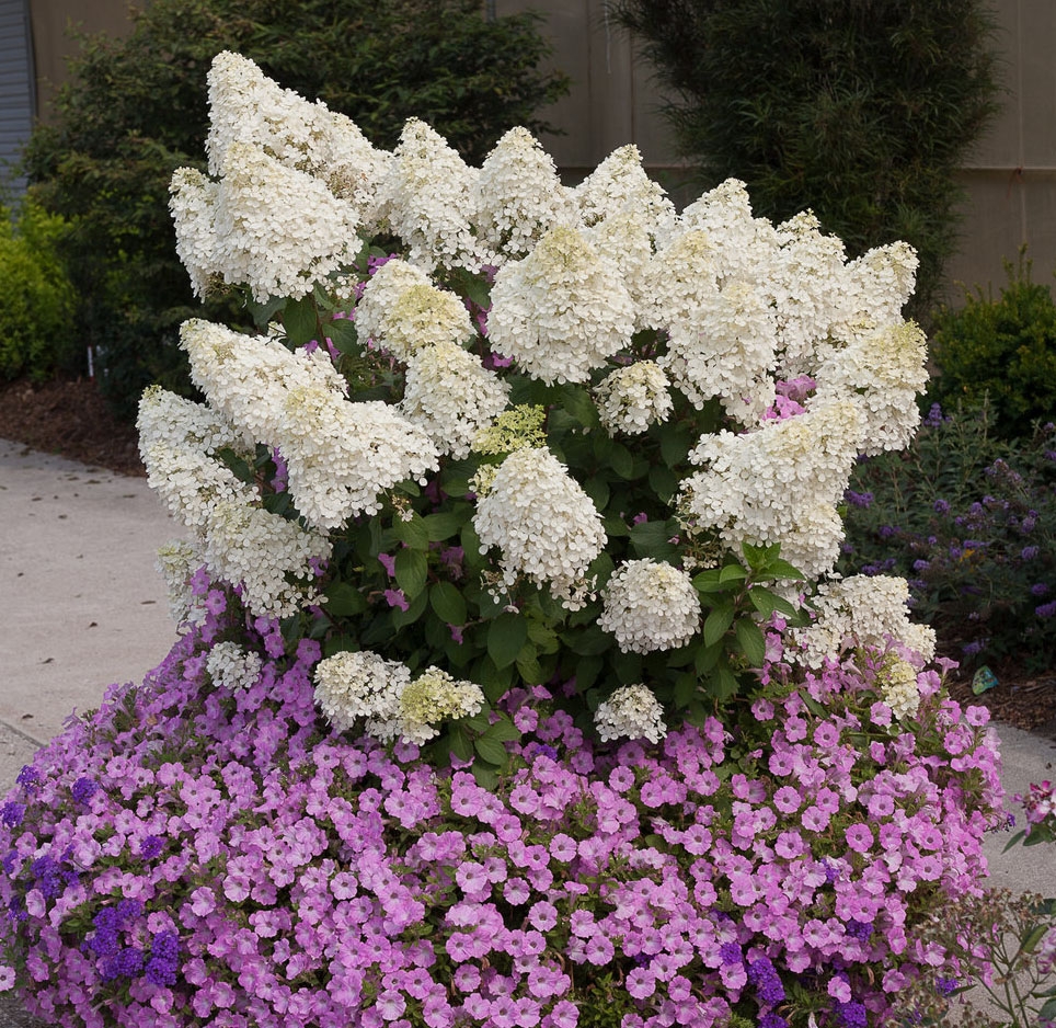 Hydrangea bobo