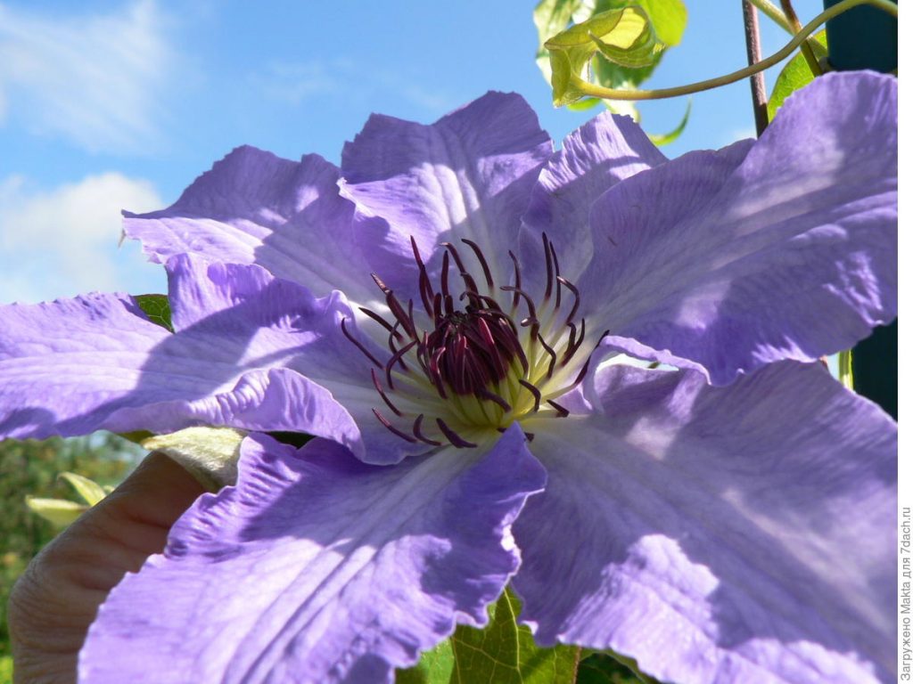 Clematis anna photo allemande