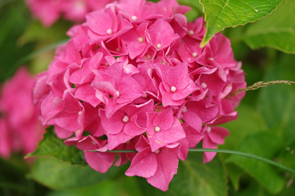 Terrain pour hortensia de jardin