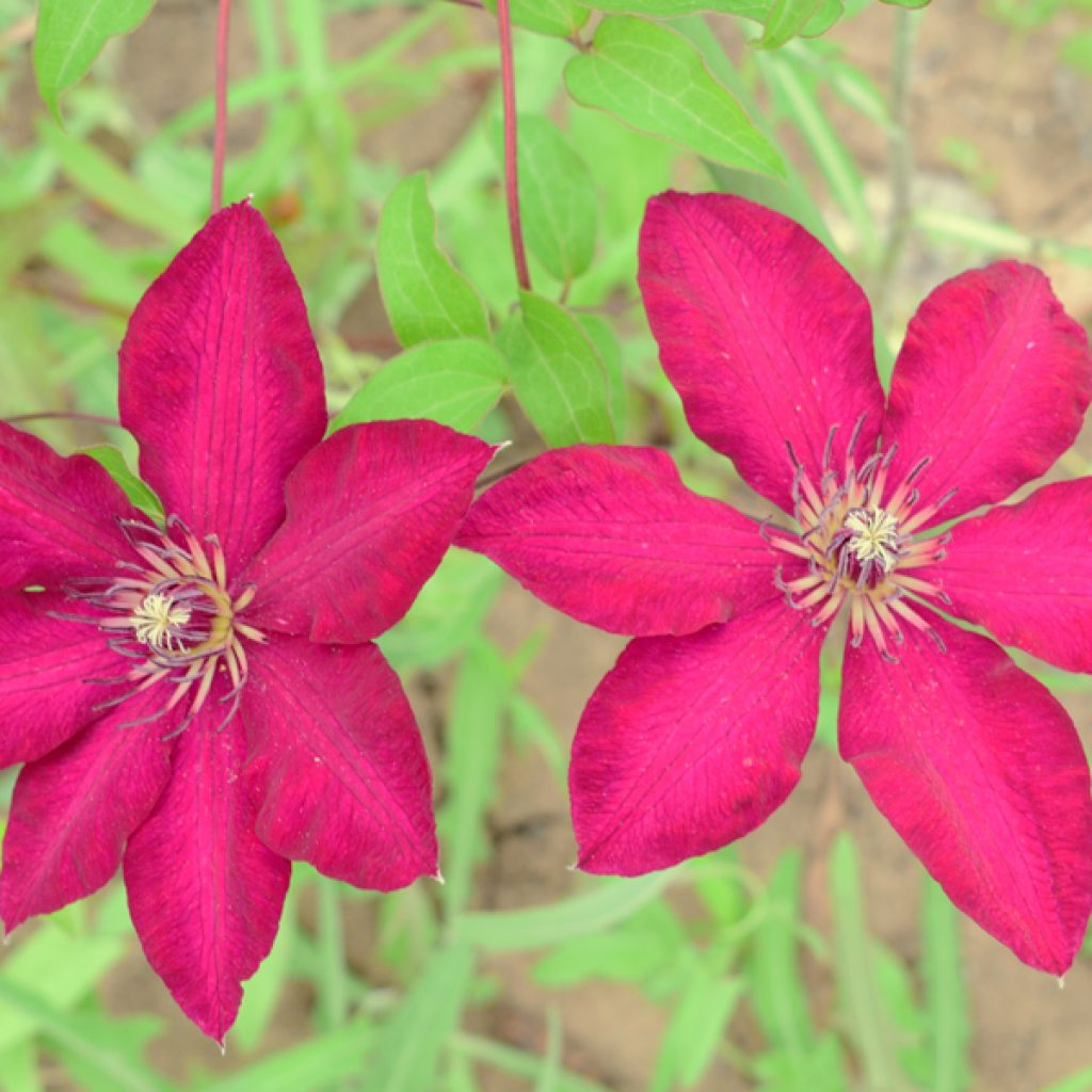 Photo de solidarité Clematis