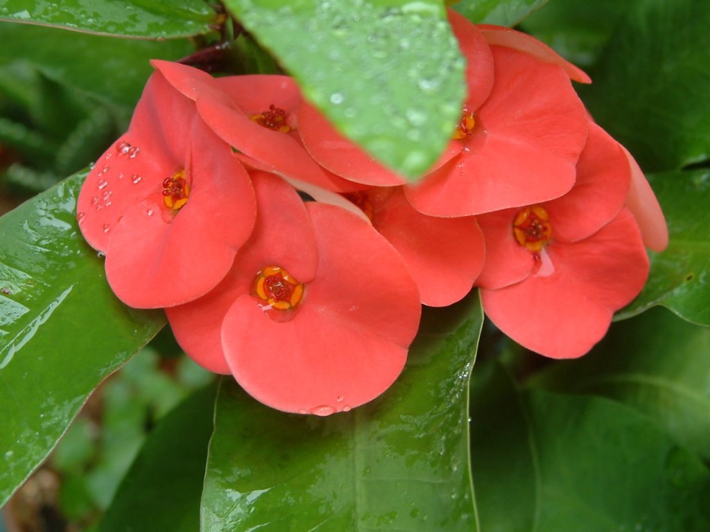 Larawan sa pangangalaga sa bahay ng Euphorbia milya