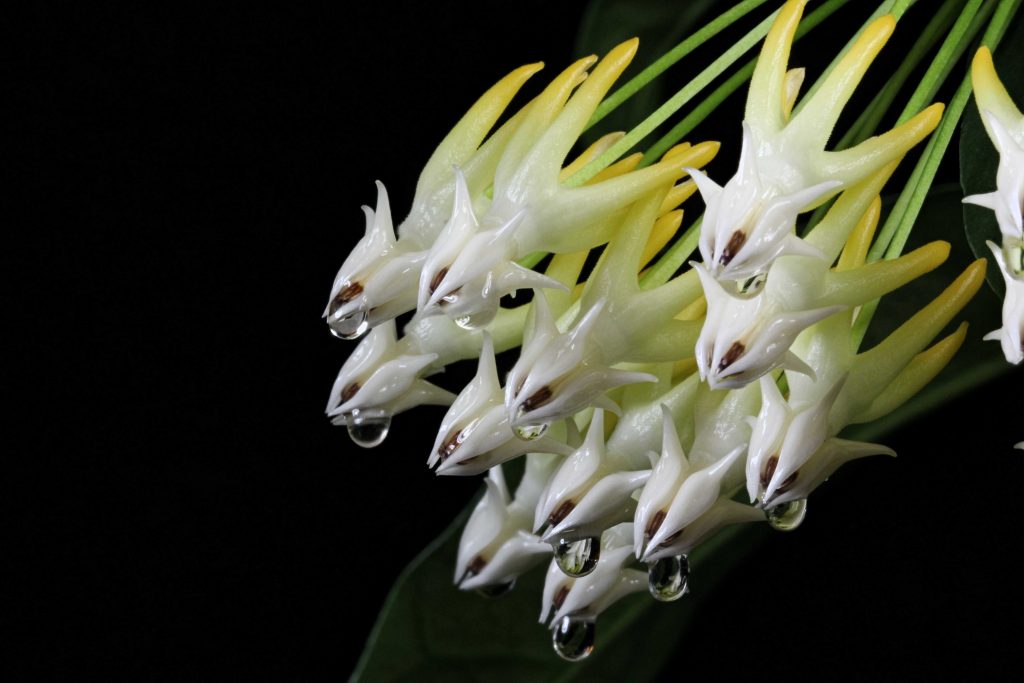 Hoya multiflora pruning