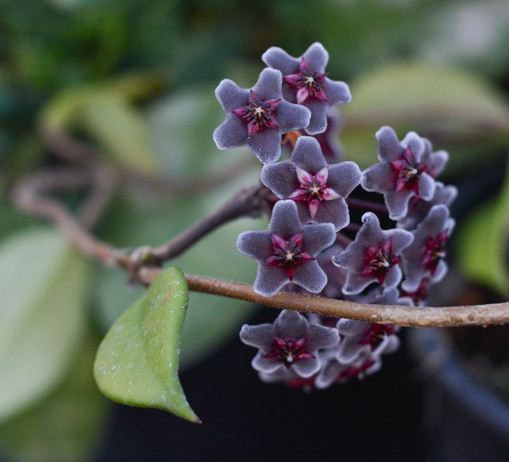 Mga hoya bulaklak na hoya at pamahiin