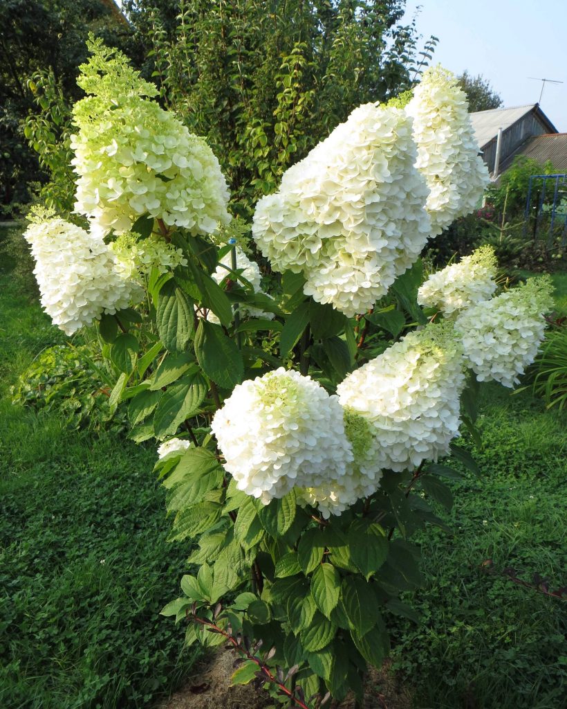 Description de l'Hydrangea paniculata magique au clair de lune